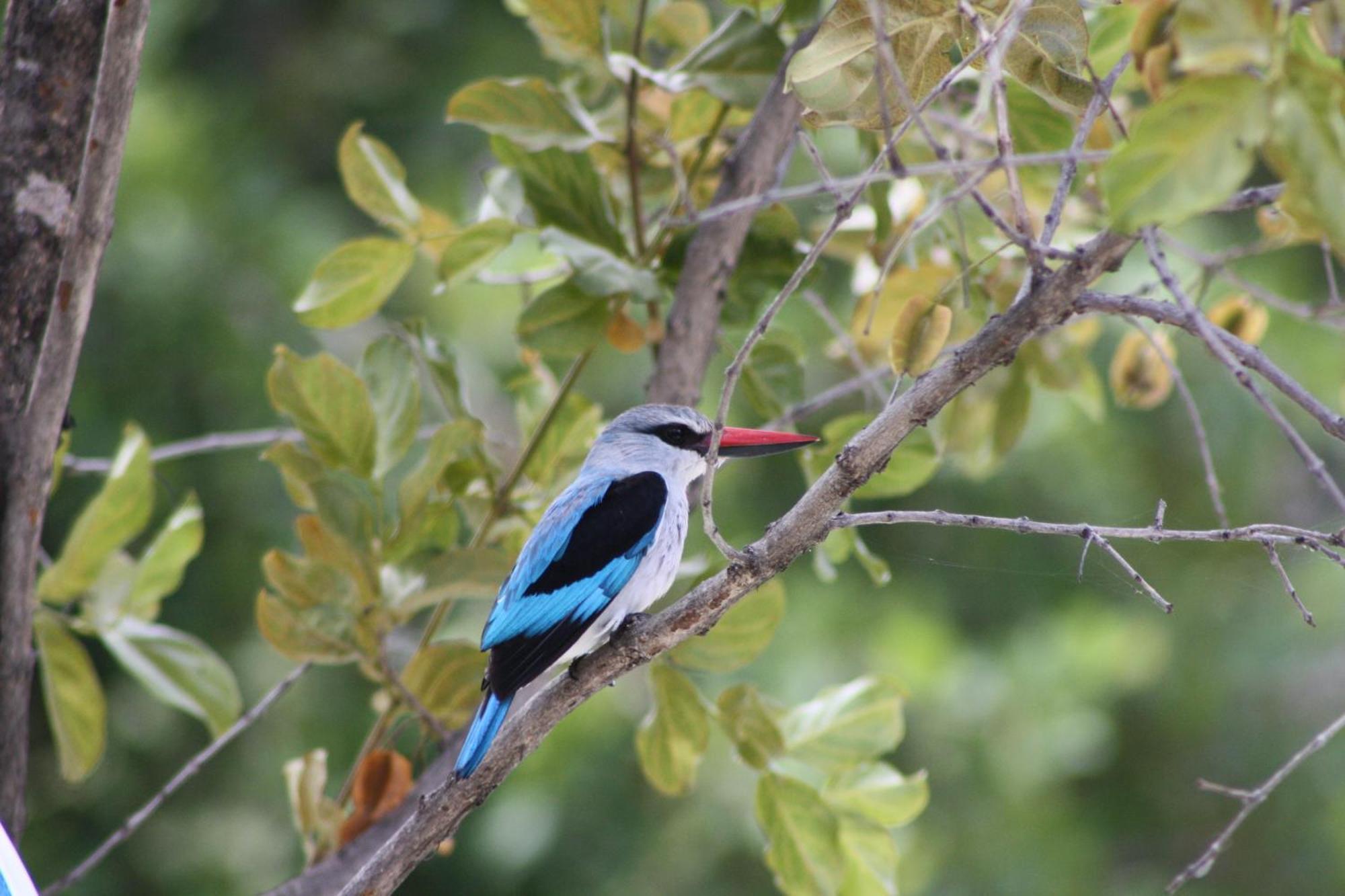 Normann Safari Bush Lodge Phalaborwa Dış mekan fotoğraf