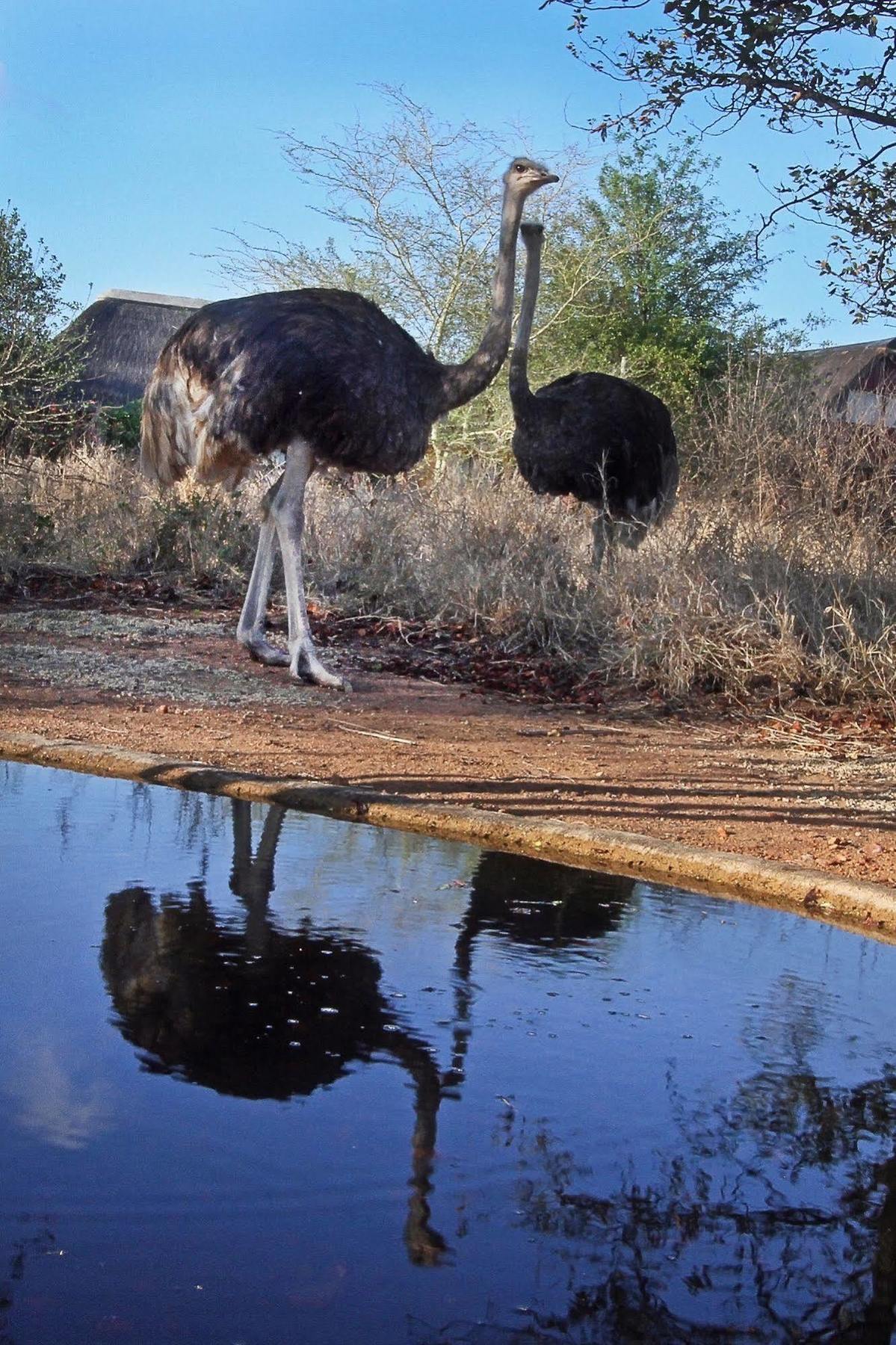 Normann Safari Bush Lodge Phalaborwa Dış mekan fotoğraf